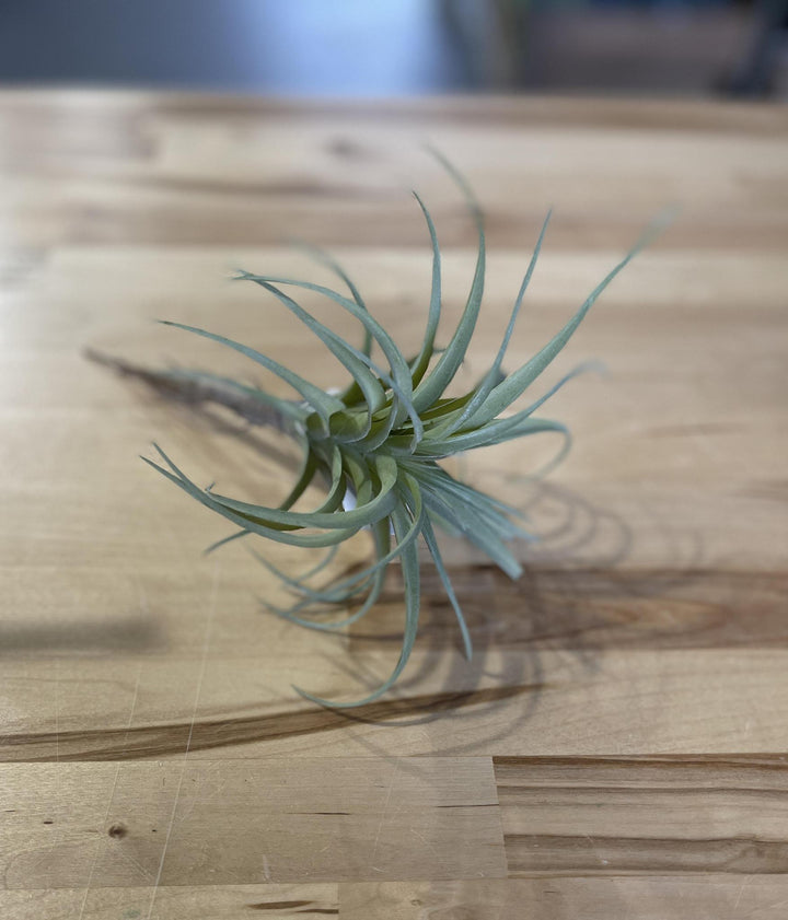 Artificial Air Plant